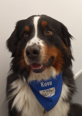 Kovu